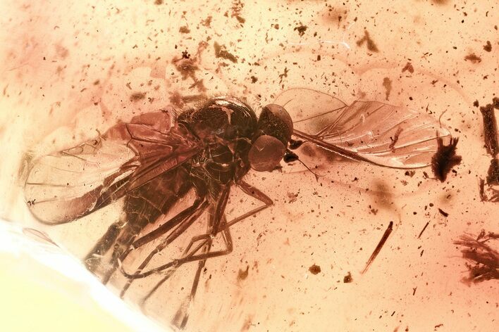 Detailed Fossil Predatory Snipe Fly (Rhagionidae) In Baltic Amber #367528